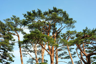 10 RED Japanese PINE TREE Korean Pinus Densiflora Evergreen Seeds